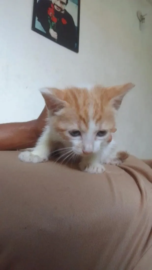 Gato raça SRD-ViraLata idade 2 a 6 meses nome Arys