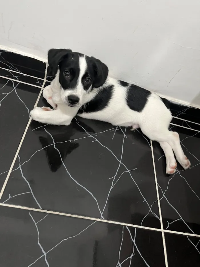 Cachorro raça SRD-ViraLata idade 1 ano nome Bob