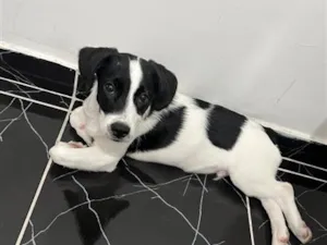 Cachorro raça SRD-ViraLata idade 1 ano nome Bob