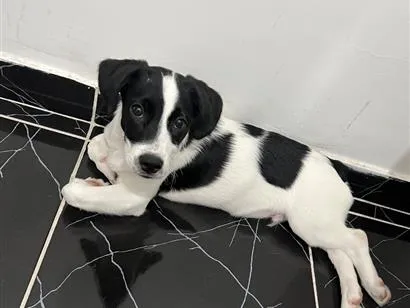 Cachorro raça SRD-ViraLata idade 1 ano nome Bob