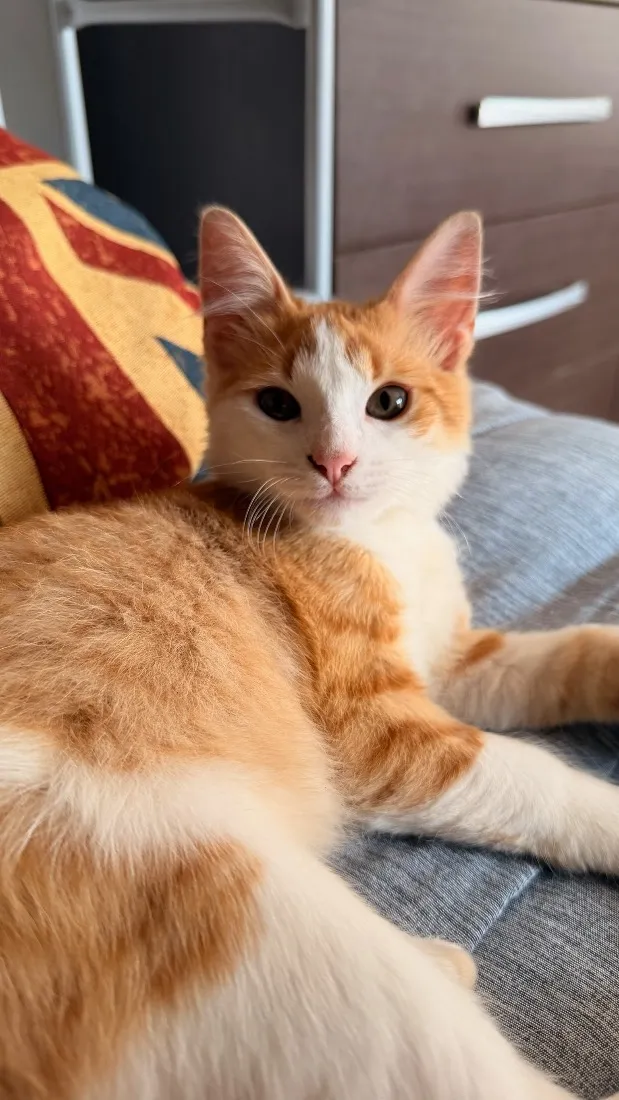 Gato raça SRD-ViraLata idade 7 a 11 meses nome Luke