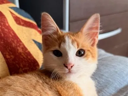 Gato raça SRD-ViraLata idade 7 a 11 meses nome Luke