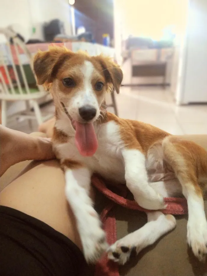 Cachorro raça SRD-ViraLata idade 7 a 11 meses nome Princesa 