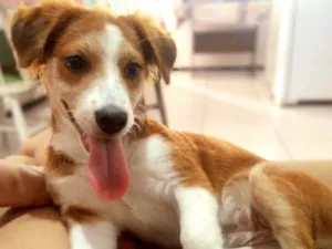 Cachorro raça SRD-ViraLata idade 7 a 11 meses nome Princesa 
