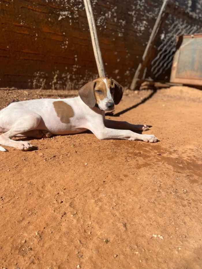 Cachorro raça SRD-ViraLata idade 1 ano nome Boss