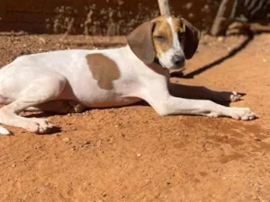 Cachorro raça SRD-ViraLata idade 1 ano nome Boss