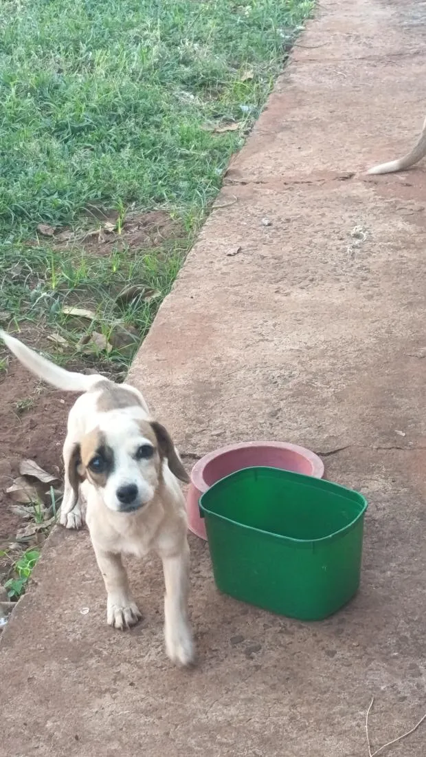 Cachorro raça SRD-ViraLata idade 2 a 6 meses nome Catarina 