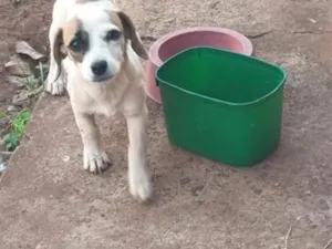 Cachorro raça SRD-ViraLata idade 2 a 6 meses nome Catarina 