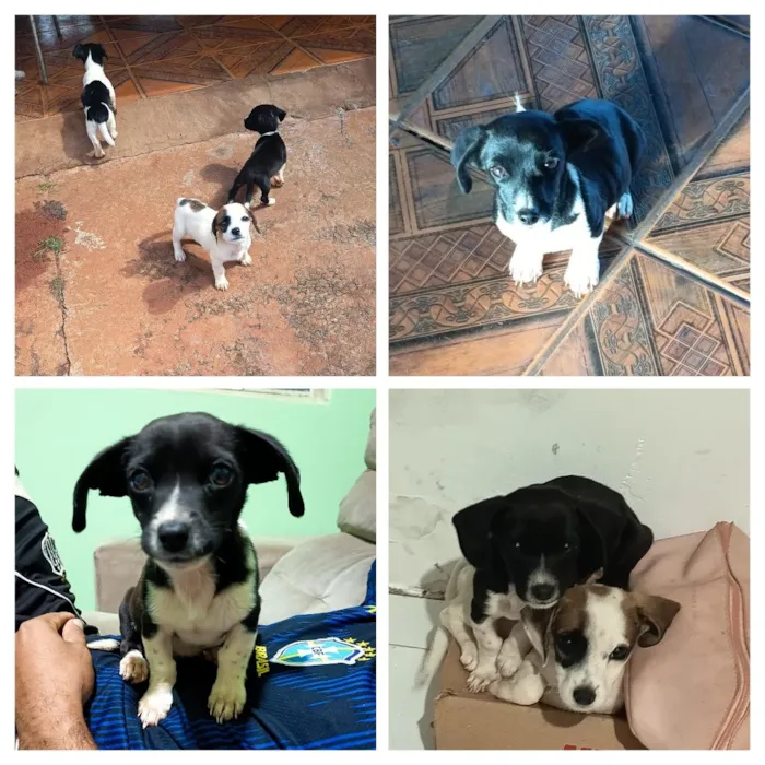 Cachorro raça SRD-ViraLata idade 2 a 6 meses nome coragem