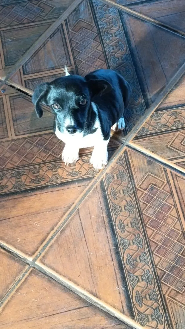 Cachorro raça SRD-ViraLata idade 2 a 6 meses nome coragem
