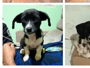 Cachorro raça SRD-ViraLata idade 2 a 6 meses nome coragem