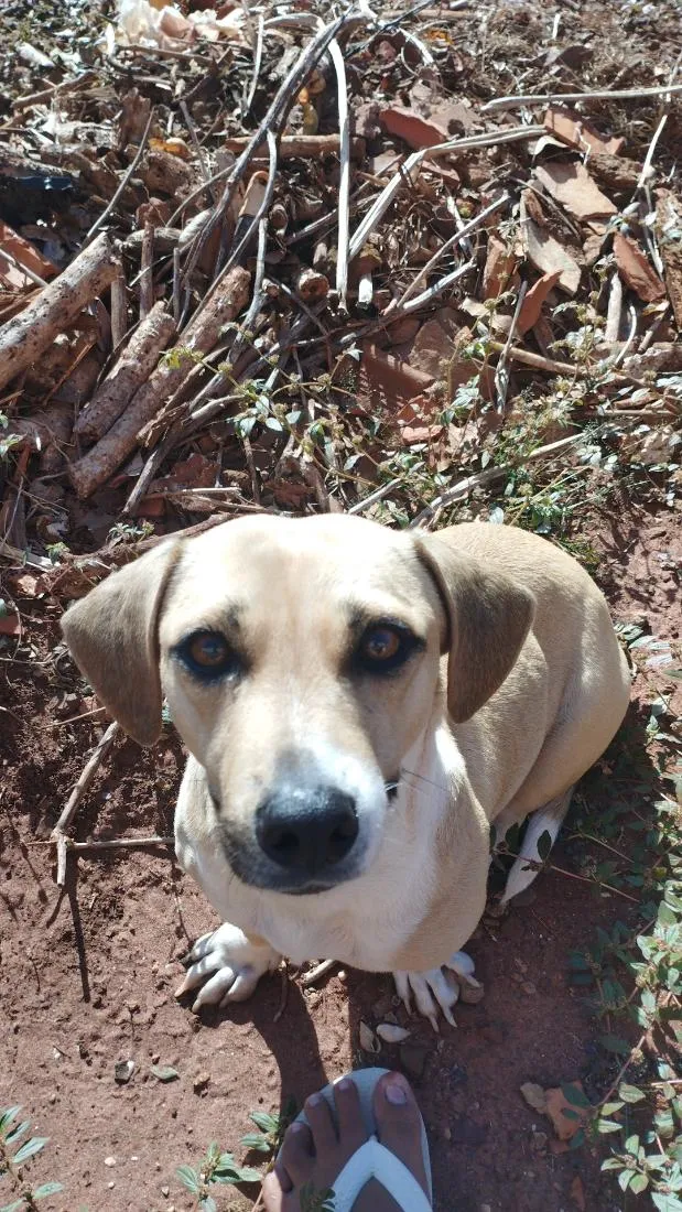 Cachorro raça SRD-ViraLata idade 5 anos nome sky
