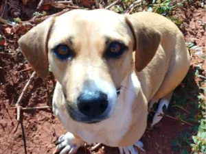 Cachorro raça SRD-ViraLata idade 5 anos nome sky