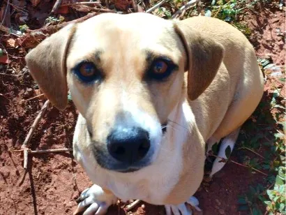 Cachorro raça SRD-ViraLata idade 5 anos nome sky