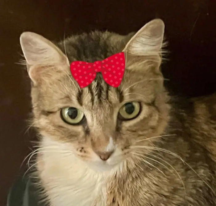 Gato raça SRD-ViraLata idade 1 ano nome Serena