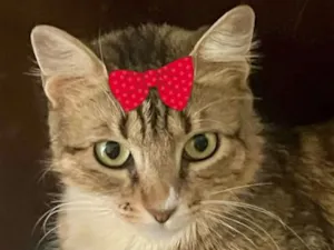 Gato raça SRD-ViraLata idade 1 ano nome Serena