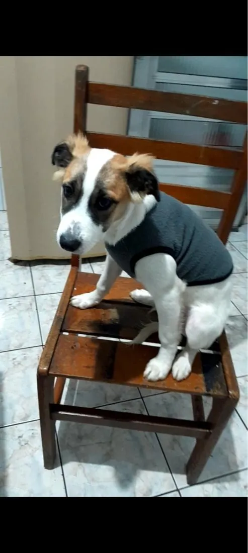 Cachorro raça SRD-ViraLata idade 2 a 6 meses nome Dominic