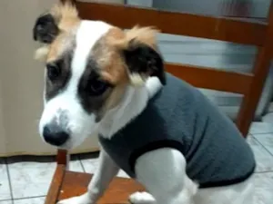 Cachorro raça SRD-ViraLata idade 2 a 6 meses nome Dominic