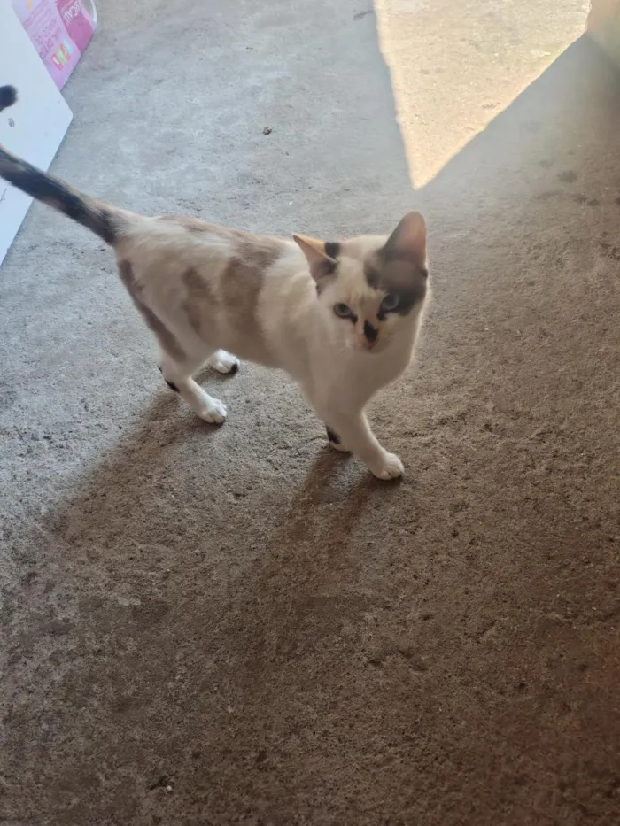 Gato raça SRD-ViraLata idade 7 a 11 meses nome Bituquinha