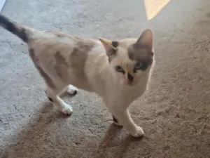 Gato raça SRD-ViraLata idade 7 a 11 meses nome Bituquinha