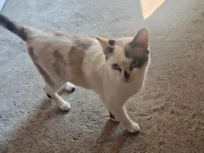 Gato raça SRD-ViraLata idade 7 a 11 meses nome Bituquinha