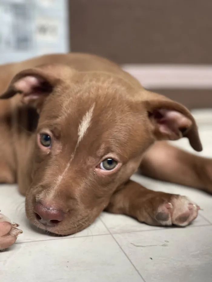 Cachorro raça Pit-Bull idade 2 anos nome Bradock