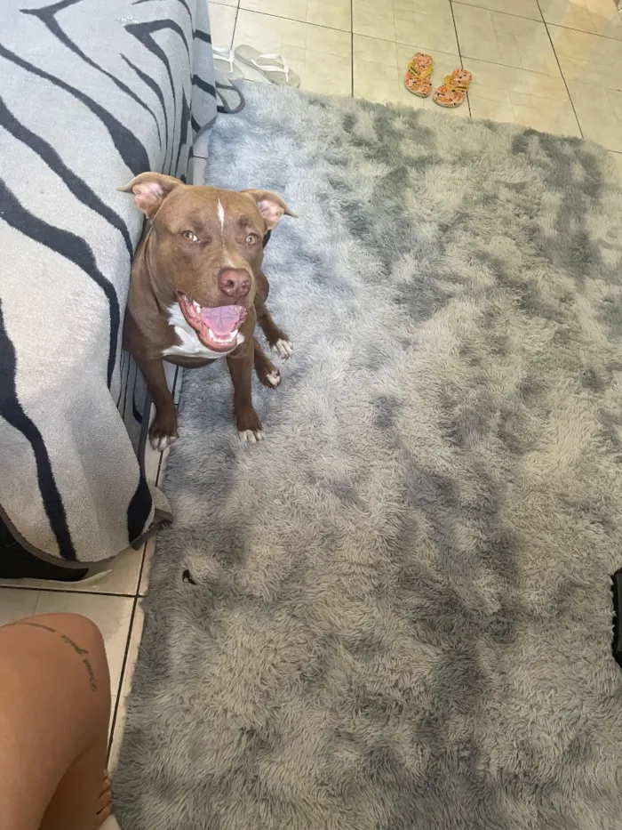 Cachorro raça Pit-Bull idade 2 anos nome Bradock
