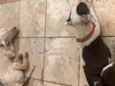 Bella é fantasma 