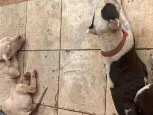 Cachorro raça SRD-ViraLata idade 6 ou mais anos nome Bella é fantasma 