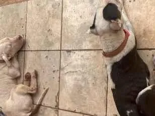 Cachorro raça SRD-ViraLata idade 6 ou mais anos nome Bella é fantasma 
