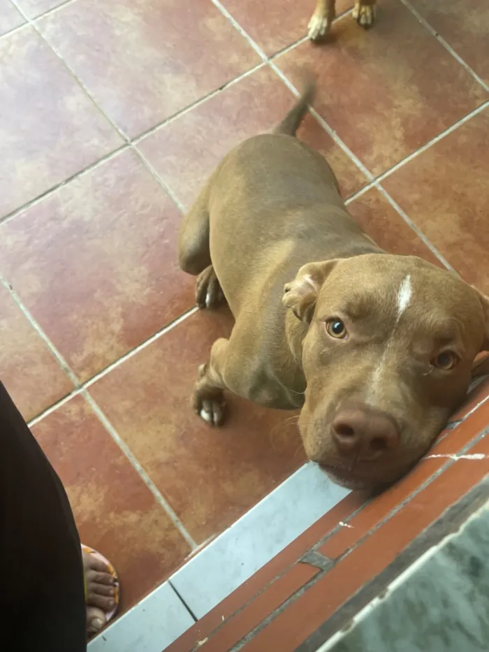 Cachorro raça Pit-Bull idade 2 anos nome Bradock