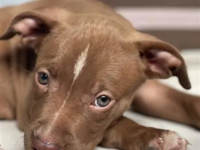 Cachorro raça Pit-Bull idade 2 anos nome Bradock