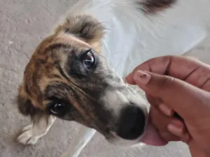 Cachorro raça SRD-ViraLata idade 2 a 6 meses nome sem nome