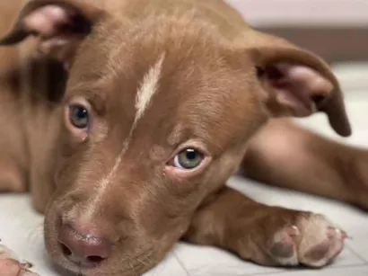 Cachorro raça Pit-Bull idade 2 anos nome Bradock
