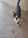 Pedro 