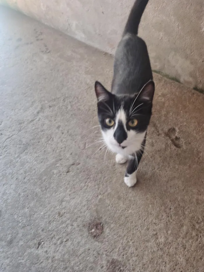 Gato raça SRD-ViraLata idade 7 a 11 meses nome Pedro 