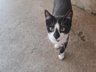 Gato raça SRD-ViraLata idade 7 a 11 meses nome Pedro 