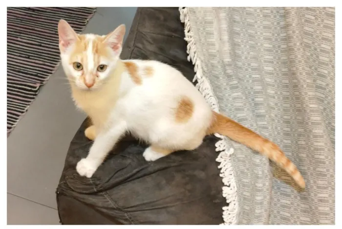 Gato raça SRD-ViraLata idade 7 a 11 meses nome Mel