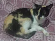 Lua 