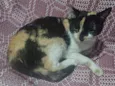Lua 
