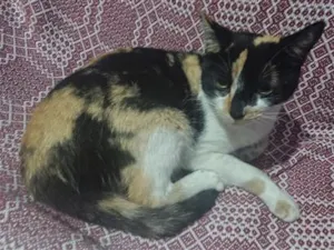 Gato raça SRD-ViraLata idade 1 ano nome Lua 