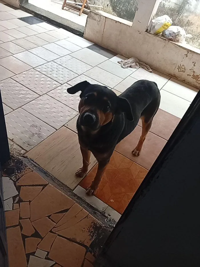 Cachorro raça Rottweiler idade 3 anos nome Thor 