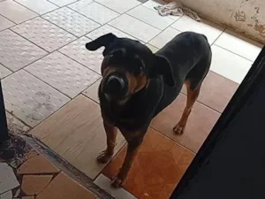 Cachorro raça Rottweiler idade 3 anos nome Thor 