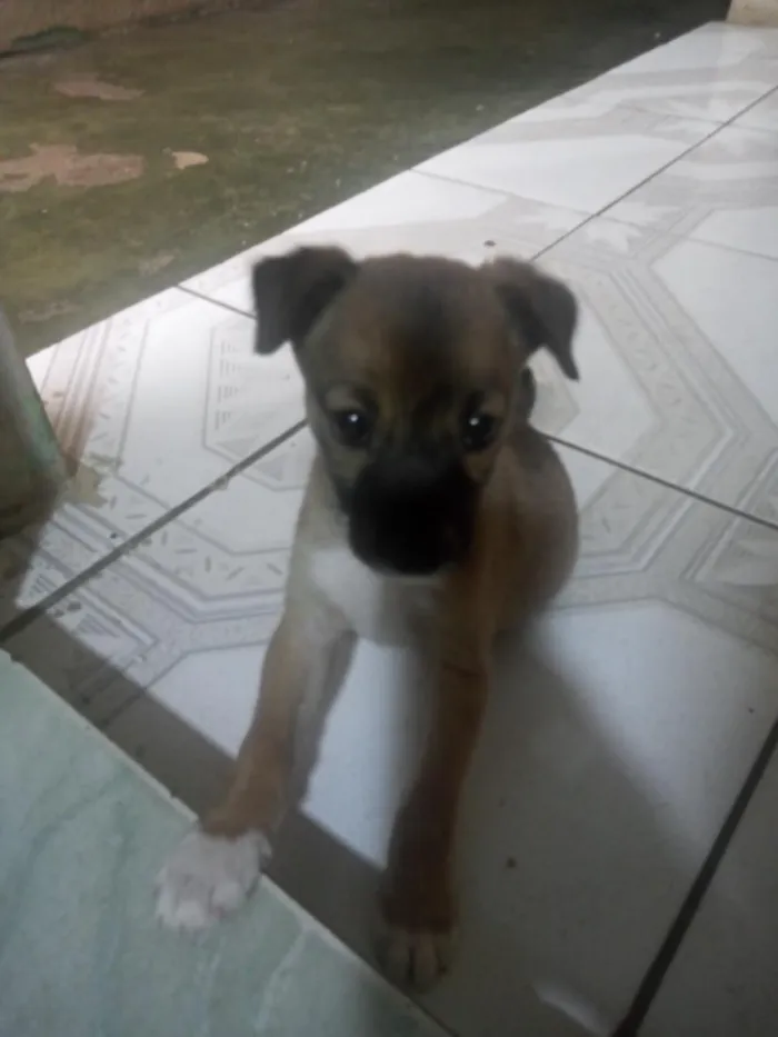 Cachorro raça SRD-ViraLata idade 2 a 6 meses nome Mia