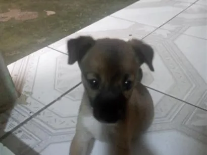 Cachorro raça SRD-ViraLata idade 2 a 6 meses nome Mia
