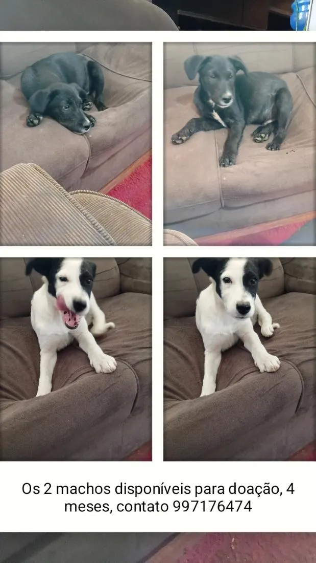 Cachorro raça SRD-ViraLata idade 2 a 6 meses nome sem nomes