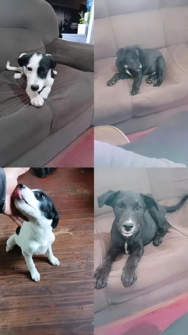 Cachorro raça SRD-ViraLata idade 2 a 6 meses nome sem nomes