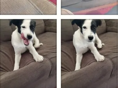 Cachorro raça SRD-ViraLata idade 2 a 6 meses nome sem nomes