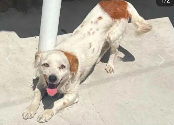 Cachorro raça SRD-ViraLata idade 2 anos nome Duque