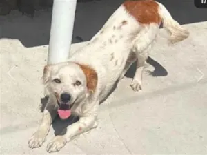 Cachorro raça SRD-ViraLata idade 2 anos nome Duque